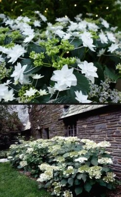 Fuji Waterfall Hydrangea - 1 Gallon Pot -Wilson Bros Gardens hydrangea macrophylla fuji waterfall 4 1