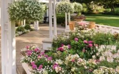 Let's Dance 'Big Band' Dwarf Hydrangea - 3 Gallon Pot -Wilson Bros Gardens hydrangea macrophylla lets dance big band 4