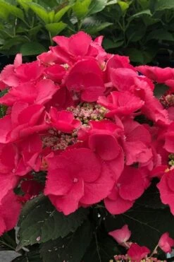 Cherry Explosion Hydrangea - 1 Gallon Pot -Wilson Bros Gardens hydrangea macrophylla mckay cherry explosion 100