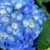 Nantucket Blue Hydrangea - 3 Gallon Pot -Wilson Bros Gardens hydrangea macrophylla nantucket 1