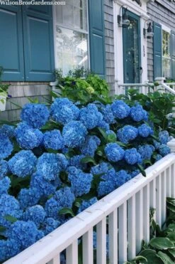 Nantucket Blue Hydrangea - 3 Gallon Pot -Wilson Bros Gardens hydrangea macrophylla nantucket 2