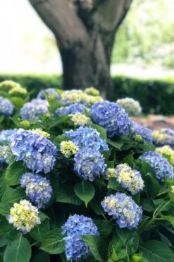 Nantucket Blue Hydrangea - 3 Gallon Pot -Wilson Bros Gardens hydrangea macrophylla nantucket 3