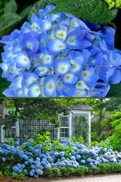 Nantucket Blue Hydrangea - 3 Gallon Pot -Wilson Bros Gardens hydrangea macrophylla nantucket 4