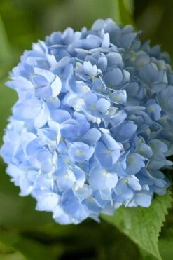 Penny Mac Hydrangea - 1 Gallon Pot -Wilson Bros Gardens hydrangea macrophylla penny mac 21 1