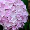 Penny Mac Hydrangea - 2 Gallon Pot -Wilson Bros Gardens hydrangea macrophylla penny mac 22 2