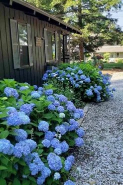Penny Mac Hydrangea - 2 Gallon Pot -Wilson Bros Gardens hydrangea macrophylla penny mac 23 2