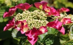 Teller Red Hydrangea - 1 Gallon Pot -Wilson Bros Gardens hydrangea macrophylla teller red 3