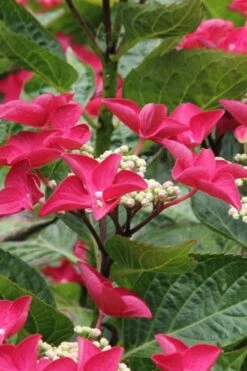 Teller Red Hydrangea - 1 Gallon Pot -Wilson Bros Gardens hydrangea macrophylla teller red 4
