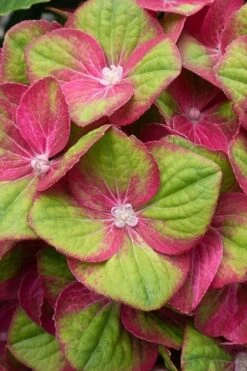 Tilt-A-Swirl Hydrangea - 3 Gallon Pot 17 Tilt-A-Swirl Hydrangea - 3 Gallon Pot -Wilson Bros Gardens hydrangea macrophylla tilt a swirl 4
