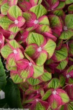 Tilt-A-Swirl Hydrangea - 3 Gallon Pot 13 Tilt-A-Swirl Hydrangea - 3 Gallon Pot -Wilson Bros Gardens hydrangea macrophylla tilt a swirl 5