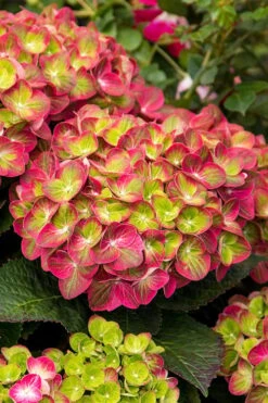 Tilt-A-Swirl Hydrangea - 3 Gallon Pot 14 Tilt-A-Swirl Hydrangea - 3 Gallon Pot -Wilson Bros Gardens hydrangea macrophylla tilt a swirl 7