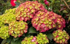 Tilt-A-Swirl Hydrangea - 3 Gallon Pot 16 Tilt-A-Swirl Hydrangea - 3 Gallon Pot -Wilson Bros Gardens hydrangea macrophylla tilt a swirl 8