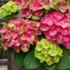 Tilt-A-Swirl Hydrangea - 3 Gallon Pot -Wilson Bros Gardens hydrangea macrophylla tilt a swirl 9