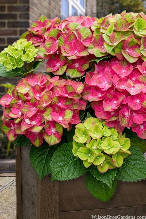 Tilt-A-Swirl Hydrangea - 3 Gallon Pot 3 Tilt-A-Swirl Hydrangea - 3 Gallon Pot