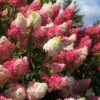 Berry White Panicle Hydrangea - 3 Gallon Pot -Wilson Bros Gardens hydrangea paniculata berry white 2