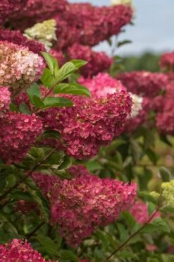 Berry White Panicle Hydrangea - 3 Gallon Pot -Wilson Bros Gardens hydrangea paniculata berry white 5