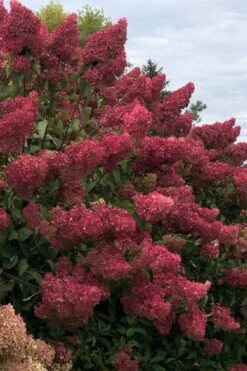Berry White Panicle Hydrangea - 3 Gallon Pot -Wilson Bros Gardens hydrangea paniculata berry white 7