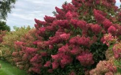 Berry White Panicle Hydrangea - 3 Gallon Pot -Wilson Bros Gardens hydrangea paniculata berry white 8