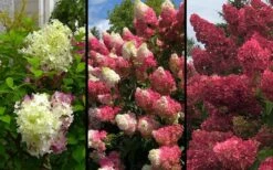 Berry White Panicle Hydrangea - 3 Gallon Pot -Wilson Bros Gardens hydrangea paniculata berry white 9