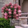 Fire Light Hydrangea - Single Trunk Topiary Tree - 5 Gallon Pot -Wilson Bros Gardens hydrangea paniculata fire light tree form standard 2
