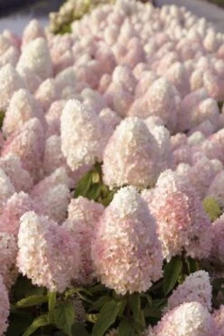 Sweet Summer Panicle Hydrangea - 3 Gallon Pot -Wilson Bros Gardens hydrangea paniculata sweet summer 1