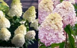 Sweet Summer Panicle Hydrangea - 3 Gallon Pot -Wilson Bros Gardens hydrangea paniculata sweet summer 7