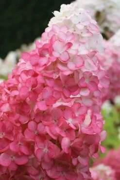 Vanilla Strawberry Hydrangea - 1 Gallon Pot -Wilson Bros Gardens hydrangea paniculata vanilla strawberry 20
