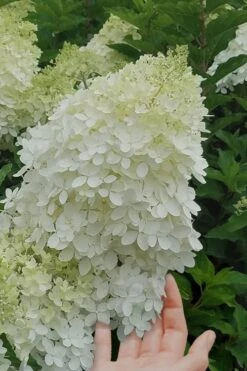 Phantom Hydrangea - 1 Gallon Pot -Wilson Bros Gardens hydrangea phantom 20 1