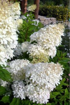 Phantom Hydrangea - 1 Gallon Pot -Wilson Bros Gardens hydrangea phantom 500x750 2