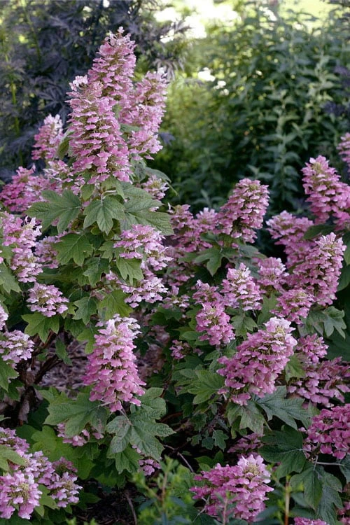 Gatsby Pink Oakleaf Hydrangea - 3 Gallon Pot 3 Gatsby Pink Oakleaf Hydrangea - 3 Gallon Pot