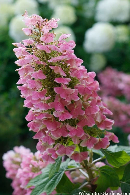 Gatsby Pink Oakleaf Hydrangea - 3 Gallon Pot 6 Gatsby Pink Oakleaf Hydrangea - 3 Gallon Pot - Image 4