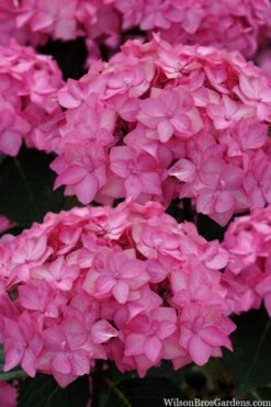 Let's Dance 'Can Do' Hydrangea - 3 Gallon Pot -Wilson Bros Gardens hydrangea serrata lets dance can do 2