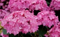 Let's Dance 'Can Do' Hydrangea - 3 Gallon Pot -Wilson Bros Gardens hydrangea serrata lets dance can do 3