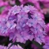 Let's Dance 'Can Do' Hydrangea - 3 Gallon Pot -Wilson Bros Gardens hydrangea serrata lets dance can do 5
