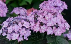 Let's Dance 'Can Do' Hydrangea - 3 Gallon Pot -Wilson Bros Gardens hydrangea serrata lets dance can do 7