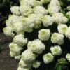 Silver Dollar Hydrangea - 3 Gallon Pot -Wilson Bros Gardens hydrangea silver dollar 1
