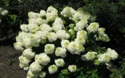 Silver Dollar Hydrangea - 3 Gallon Pot -Wilson Bros Gardens hydrangea silver dollar 2