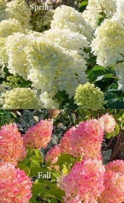 Silver Dollar Hydrangea - 3 Gallon Pot -Wilson Bros Gardens hydrangea silver dollar 4