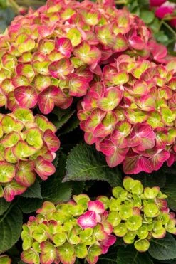 Tilt-A-Swirl Hydrangea - 3 Gallon Pot 15 Tilt-A-Swirl Hydrangea - 3 Gallon Pot -Wilson Bros Gardens hydrangea tilt a whirl 500x750 1