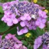 Twist-N-Shout Endless Summer Hydrangea - 3 Gallon Pot -Wilson Bros Gardens hydrangea twist n shout 12 1