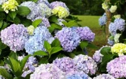 Dear Dolores Hydrangea - 2 Gallon Pot -Wilson Bros Gardens hydrangea20dear20delores