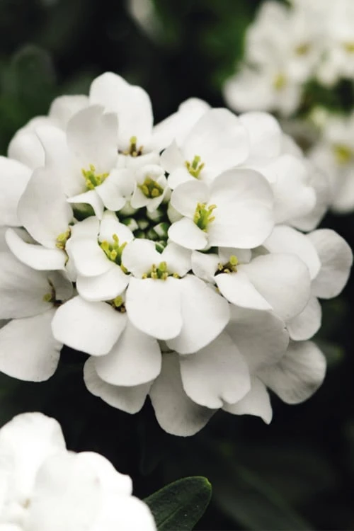 Alexander's White Candy Tuft (Iberis) - 1 Gallon Pot 3 Alexander's White Candy Tuft (Iberis) - 1 Gallon Pot