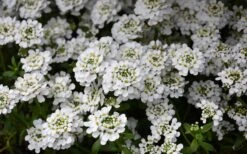 Alexander's White Candy Tuft (Iberis) - 1 Gallon Pot 13 Alexander's White Candy Tuft (Iberis) - 1 Gallon Pot -Wilson Bros Gardens iberis sempervirens snowflake candytuft 1