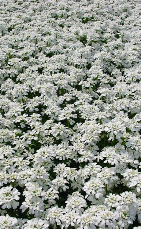 Alexander's White Candy Tuft (Iberis) - 1 Gallon Pot 9 Alexander's White Candy Tuft (Iberis) - 1 Gallon Pot - Image 7