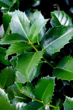 Emily Bruner Pyramidal Holly - 7 Gallon Pot (3-4') -Wilson Bros Gardens ilex emily bruner holly tree 103