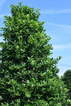 Nellie R. Stevens Holly - 3 Gallon Pot -Wilson Bros Gardens ilex nellie r stephens holly tree 1 1