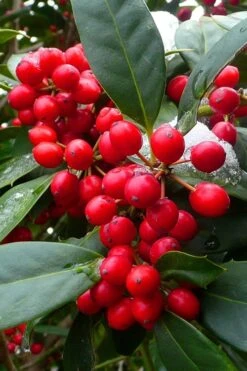 Nellie R. Stevens Holly - 3 Gallon Pot -Wilson Bros Gardens ilex nellie r stevens holly tree berries 11 1