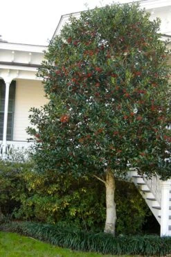 Nellie R. Stevens Holly - 3 Gallon Pot -Wilson Bros Gardens ilex nellie r stevens holly tree berries tree 12 1