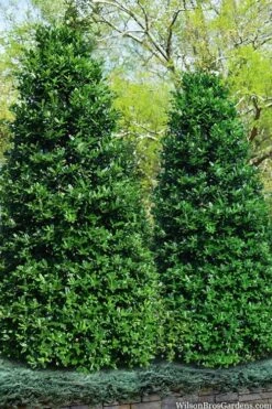 Nellie R. Stevens Holly - 1 Gallon Pot