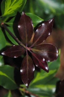 Purple Glaze Star Japanese Anise (Illicium Anisatum 'Muraski No Sato') - 3 Gallon Pot -Wilson Bros Gardens illicium anisatum murasake no sato purple glaze 7